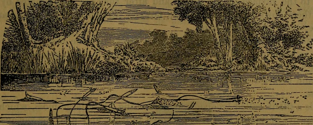 An illustration from The origin of life and process of reproduction in plants and animals : with the anatomy and physiology of the human generative system, male and female, and the causes, prevention and cure of the special diseases to which it is liable : a plain, practical treatise, for popular use / by Dr. F. Hollick ; illustrated by engravings and colored plates., 1902, leaf 347