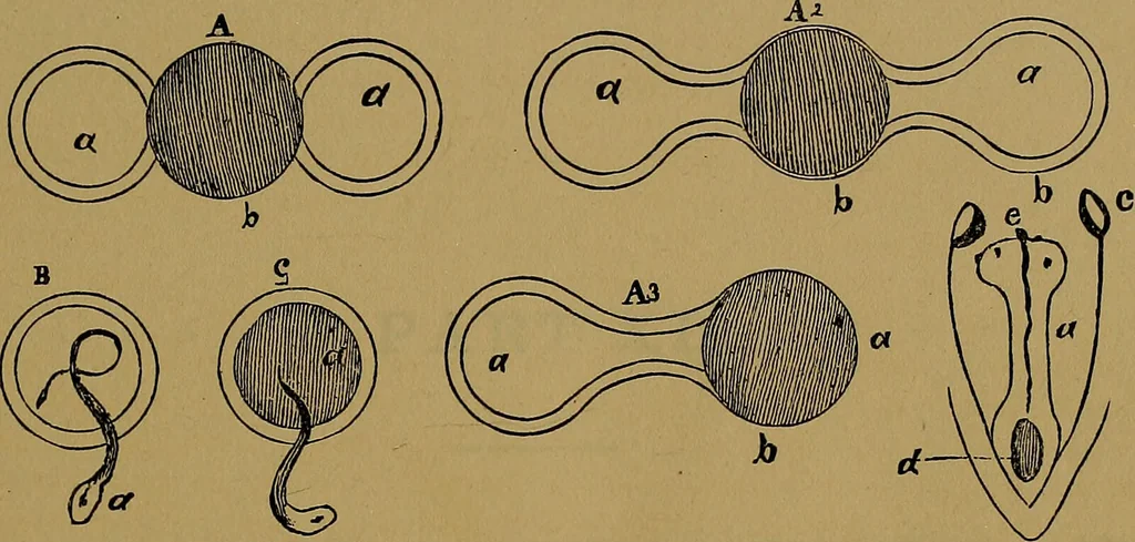 An illustration from The origin of life and process of reproduction in plants and animals : with the anatomy and physiology of the human generative system, male and female, and the causes, prevention and cure of the special diseases to which it is liable : a plain, practical treatise, for popular use / by Dr. F. Hollick ; illustrated by engravings and colored plates., 1902, leaf 351