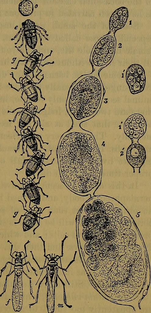 An illustration from The origin of life and process of reproduction in plants and animals : with the anatomy and physiology of the human generative system, male and female, and the causes, prevention and cure of the special diseases to which it is liable : a plain, practical treatise, for popular use / by Dr. F. Hollick ; illustrated by engravings and colored plates., 1902, leaf 357