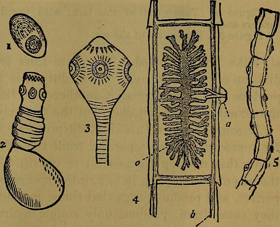 An illustration from The origin of life and process of reproduction in plants and animals : with the anatomy and physiology of the human generative system, male and female, and the causes, prevention and cure of the special diseases to which it is liable : a plain, practical treatise, for popular use / by Dr. F. Hollick ; illustrated by engravings and colored plates., 1902, leaf 361