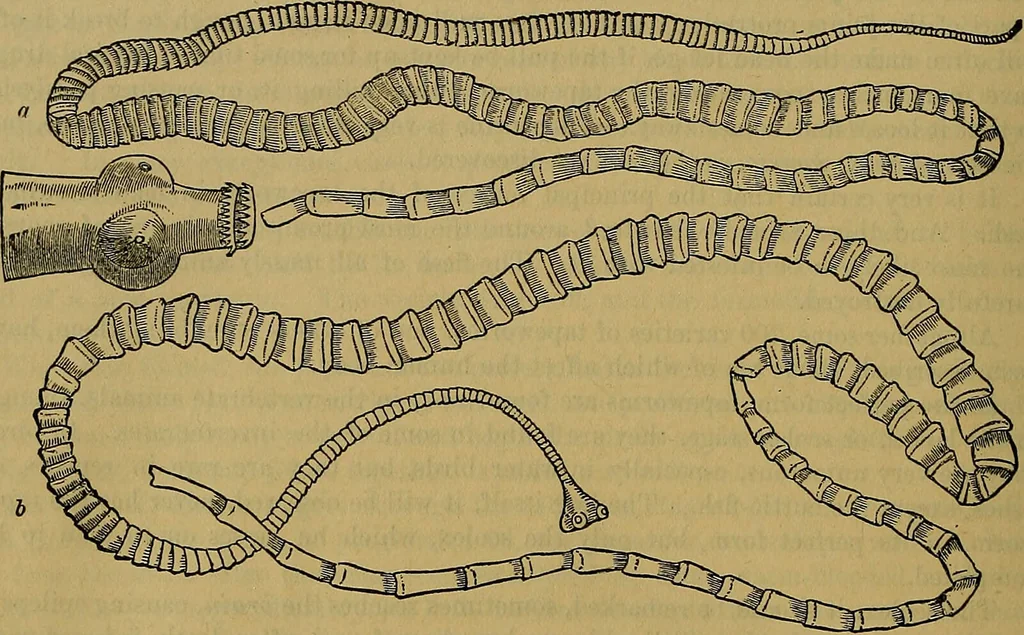 An illustration from The origin of life and process of reproduction in plants and animals : with the anatomy and physiology of the human generative system, male and female, and the causes, prevention and cure of the special diseases to which it is liable : a plain, practical treatise, for popular use / by Dr. F. Hollick ; illustrated by engravings and colored plates., 1902, leaf 362