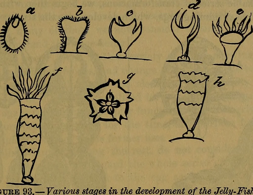 An illustration from The origin of life and process of reproduction in plants and animals : with the anatomy and physiology of the human generative system, male and female, and the causes, prevention and cure of the special diseases to which it is liable : a plain, practical treatise, for popular use / by Dr. F. Hollick ; illustrated by engravings and colored plates., 1902, leaf 363