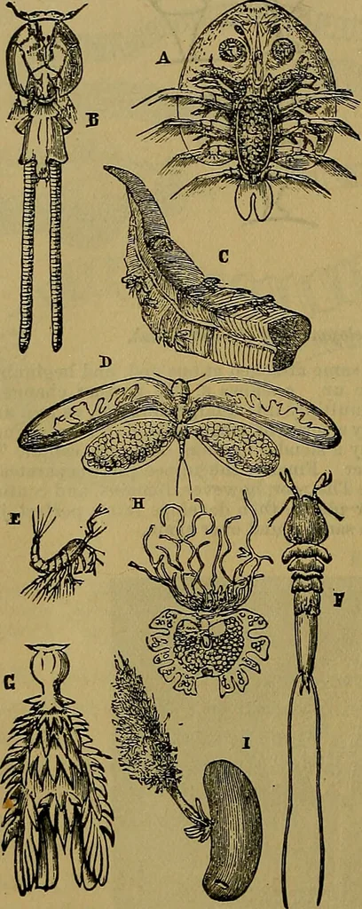 An illustration from The origin of life and process of reproduction in plants and animals : with the anatomy and physiology of the human generative system, male and female, and the causes, prevention and cure of the special diseases to which it is liable : a plain, practical treatise, for popular use / by Dr. F. Hollick ; illustrated by engravings and colored plates., 1902, leaf 364