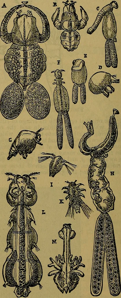 An illustration from The origin of life and process of reproduction in plants and animals : with the anatomy and physiology of the human generative system, male and female, and the causes, prevention and cure of the special diseases to which it is liable : a plain, practical treatise, for popular use / by Dr. F. Hollick ; illustrated by engravings and colored plates., 1902, leaf 364