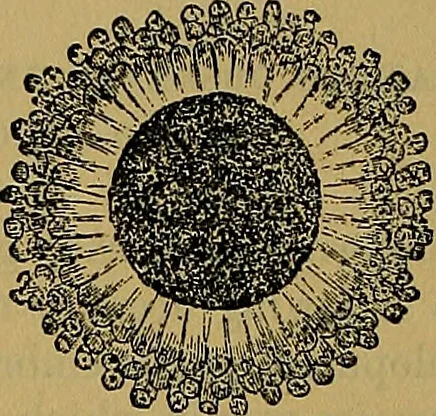 An illustration from The origin of life and process of reproduction in plants and animals : with the anatomy and physiology of the human generative system, male and female, and the causes, prevention and cure of the special diseases to which it is liable : a plain, practical treatise, for popular use / by Dr. F. Hollick ; illustrated by engravings and colored plates., 1902, leaf 370