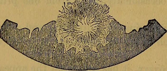 An illustration from The origin of life and process of reproduction in plants and animals : with the anatomy and physiology of the human generative system, male and female, and the causes, prevention and cure of the special diseases to which it is liable : a plain, practical treatise, for popular use / by Dr. F. Hollick ; illustrated by engravings and colored plates., 1902, leaf 370