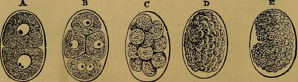 An illustration from The origin of life and process of reproduction in plants and animals : with the anatomy and physiology of the human generative system, male and female, and the causes, prevention and cure of the special diseases to which it is liable : a plain, practical treatise, for popular use / by Dr. F. Hollick ; illustrated by engravings and colored plates., 1902, leaf 372