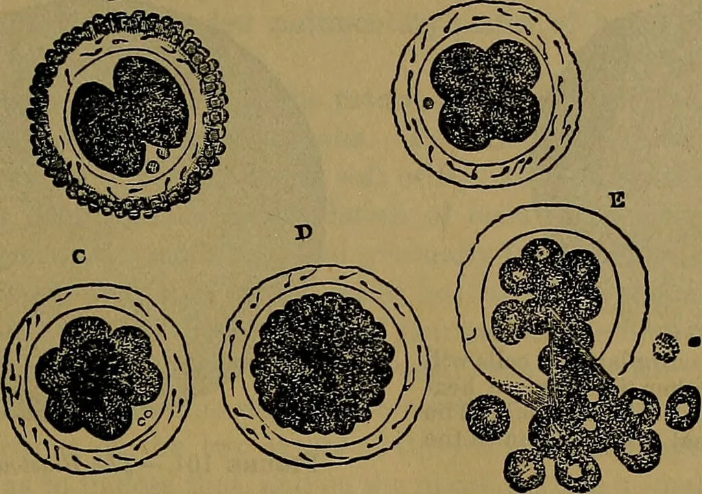An illustration from The origin of life and process of reproduction in plants and animals : with the anatomy and physiology of the human generative system, male and female, and the causes, prevention and cure of the special diseases to which it is liable : a plain, practical treatise, for popular use / by Dr. F. Hollick ; illustrated by engravings and colored plates., 1902, leaf 373