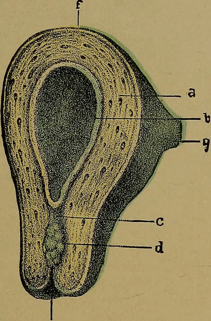 An illustration from The origin of life and process of reproduction in plants and animals : with the anatomy and physiology of the human generative system, male and female, and the causes, prevention and cure of the special diseases to which it is liable : a plain, practical treatise, for popular use / by Dr. F. Hollick ; illustrated by engravings and colored plates., 1902, leaf 377
