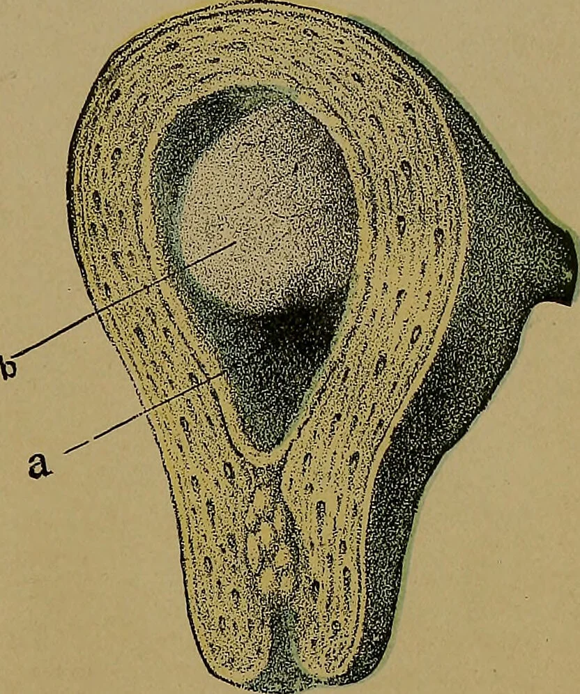 An illustration from The origin of life and process of reproduction in plants and animals : with the anatomy and physiology of the human generative system, male and female, and the causes, prevention and cure of the special diseases to which it is liable : a plain, practical treatise, for popular use / by Dr. F. Hollick ; illustrated by engravings and colored plates., 1902, leaf 377