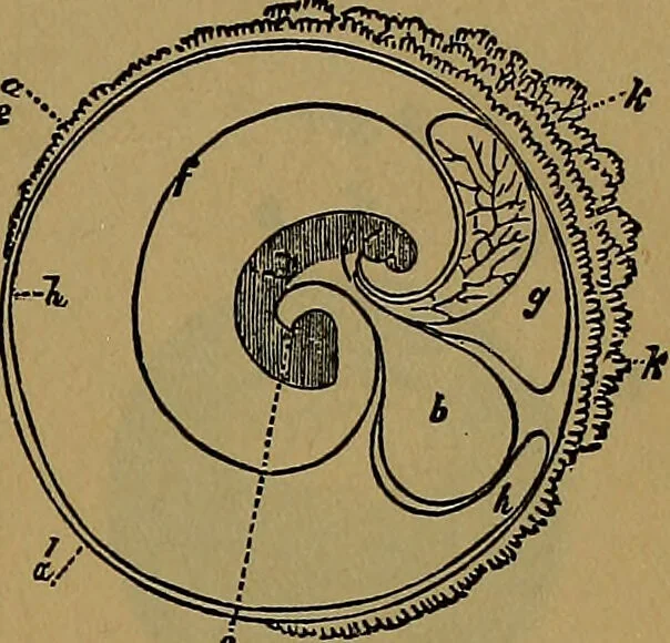 An illustration from The origin of life and process of reproduction in plants and animals : with the anatomy and physiology of the human generative system, male and female, and the causes, prevention and cure of the special diseases to which it is liable : a plain, practical treatise, for popular use / by Dr. F. Hollick ; illustrated by engravings and colored plates., 1902, leaf 379