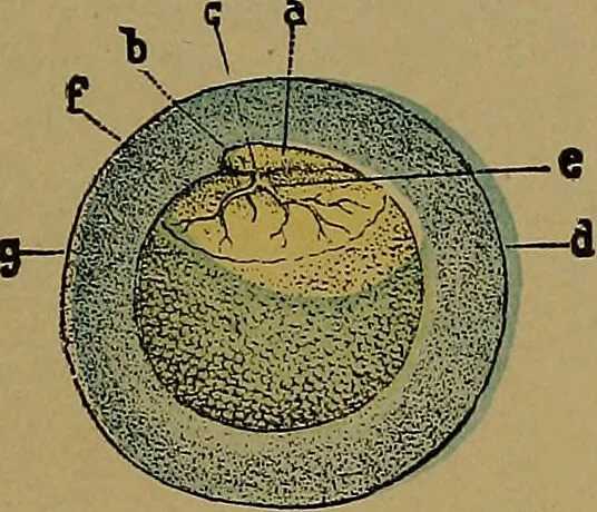 An illustration from The origin of life and process of reproduction in plants and animals : with the anatomy and physiology of the human generative system, male and female, and the causes, prevention and cure of the special diseases to which it is liable : a plain, practical treatise, for popular use / by Dr. F. Hollick ; illustrated by engravings and colored plates., 1902, leaf 381