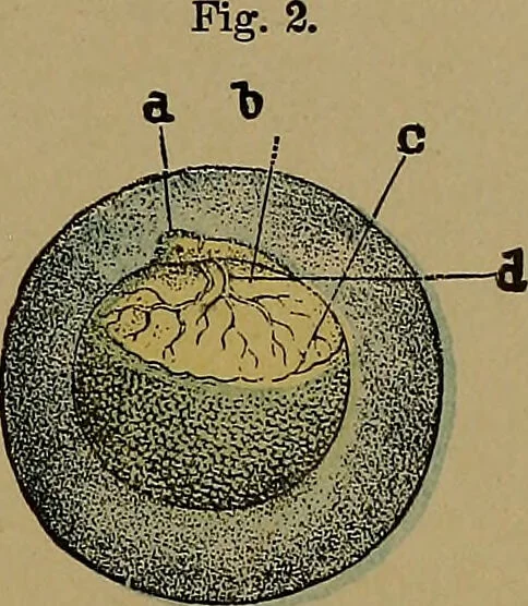 An illustration from The origin of life and process of reproduction in plants and animals : with the anatomy and physiology of the human generative system, male and female, and the causes, prevention and cure of the special diseases to which it is liable : a plain, practical treatise, for popular use / by Dr. F. Hollick ; illustrated by engravings and colored plates., 1902, leaf 381