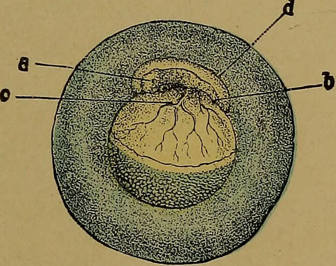 An illustration from The origin of life and process of reproduction in plants and animals : with the anatomy and physiology of the human generative system, male and female, and the causes, prevention and cure of the special diseases to which it is liable : a plain, practical treatise, for popular use / by Dr. F. Hollick ; illustrated by engravings and colored plates., 1902, leaf 381