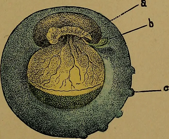 An illustration from The origin of life and process of reproduction in plants and animals : with the anatomy and physiology of the human generative system, male and female, and the causes, prevention and cure of the special diseases to which it is liable : a plain, practical treatise, for popular use / by Dr. F. Hollick ; illustrated by engravings and colored plates., 1902, leaf 381