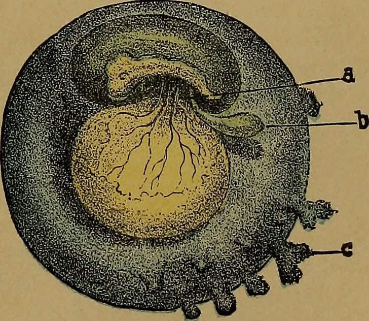 An illustration from The origin of life and process of reproduction in plants and animals : with the anatomy and physiology of the human generative system, male and female, and the causes, prevention and cure of the special diseases to which it is liable : a plain, practical treatise, for popular use / by Dr. F. Hollick ; illustrated by engravings and colored plates., 1902, leaf 381