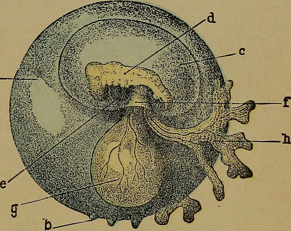 An illustration from The origin of life and process of reproduction in plants and animals : with the anatomy and physiology of the human generative system, male and female, and the causes, prevention and cure of the special diseases to which it is liable : a plain, practical treatise, for popular use / by Dr. F. Hollick ; illustrated by engravings and colored plates., 1902, leaf 385
