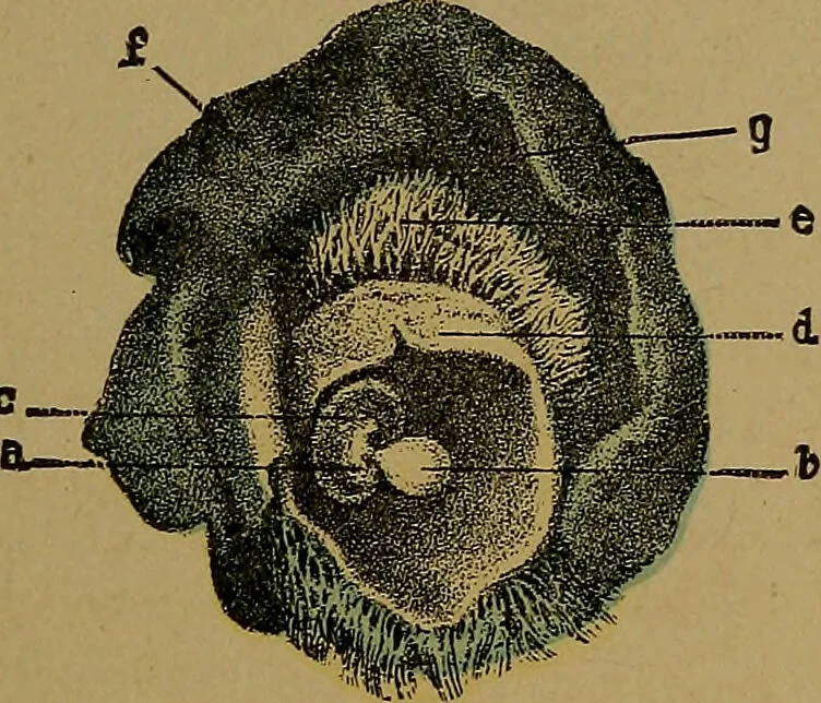An illustration from The origin of life and process of reproduction in plants and animals : with the anatomy and physiology of the human generative system, male and female, and the causes, prevention and cure of the special diseases to which it is liable : a plain, practical treatise, for popular use / by Dr. F. Hollick ; illustrated by engravings and colored plates., 1902, leaf 389