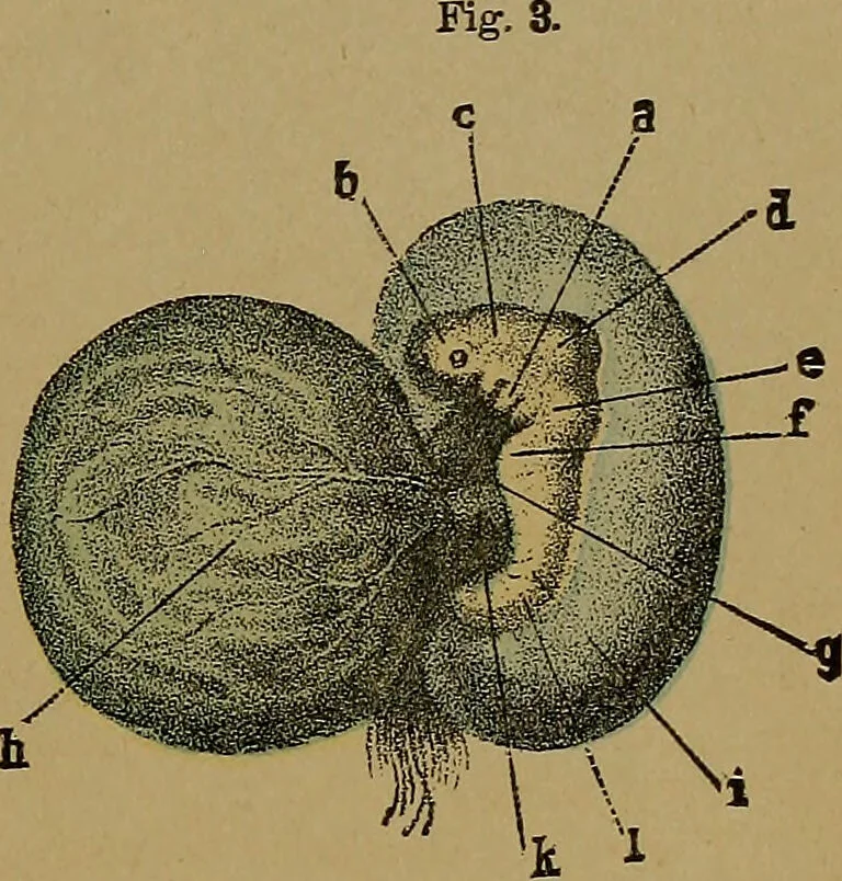 An illustration from The origin of life and process of reproduction in plants and animals : with the anatomy and physiology of the human generative system, male and female, and the causes, prevention and cure of the special diseases to which it is liable : a plain, practical treatise, for popular use / by Dr. F. Hollick ; illustrated by engravings and colored plates., 1902, leaf 389