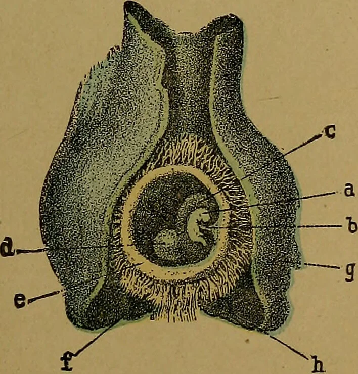 An illustration from The origin of life and process of reproduction in plants and animals : with the anatomy and physiology of the human generative system, male and female, and the causes, prevention and cure of the special diseases to which it is liable : a plain, practical treatise, for popular use / by Dr. F. Hollick ; illustrated by engravings and colored plates., 1902, leaf 389