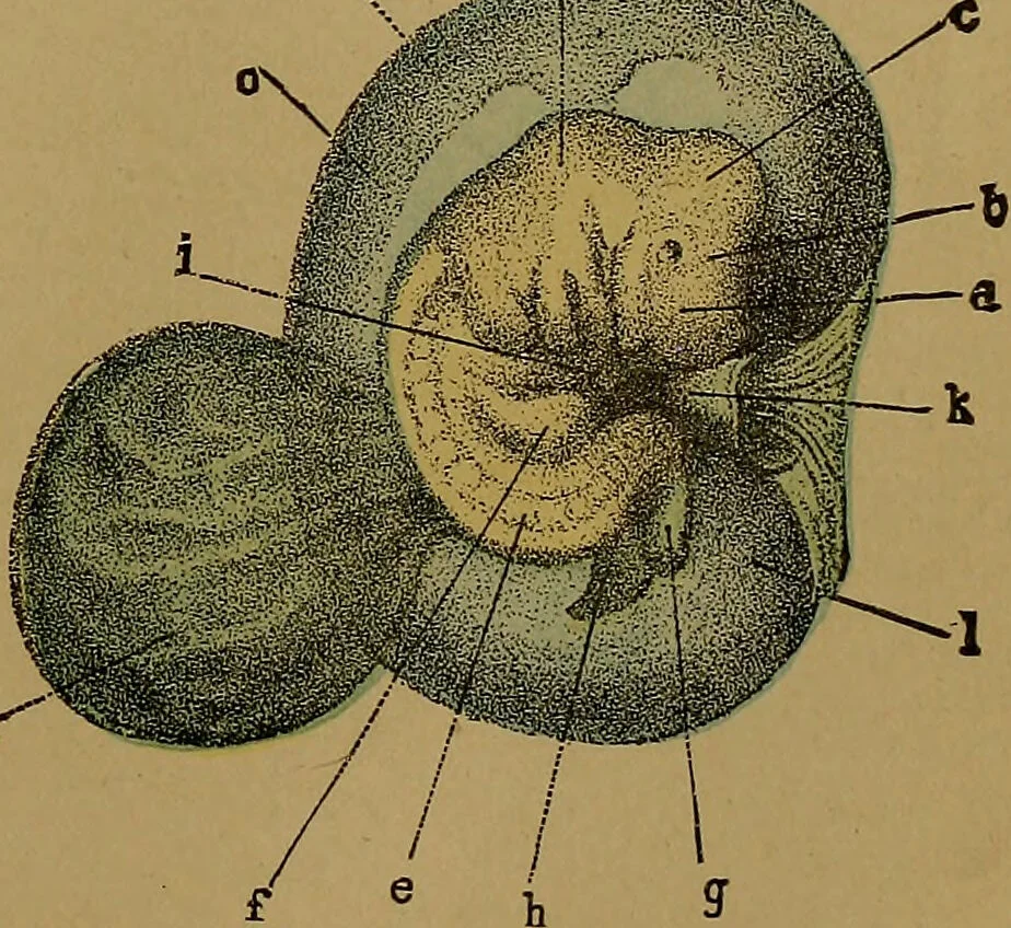 An illustration from The origin of life and process of reproduction in plants and animals : with the anatomy and physiology of the human generative system, male and female, and the causes, prevention and cure of the special diseases to which it is liable : a plain, practical treatise, for popular use / by Dr. F. Hollick ; illustrated by engravings and colored plates., 1902, leaf 389