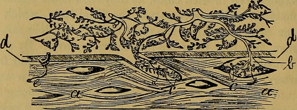 An illustration from The origin of life and process of reproduction in plants and animals : with the anatomy and physiology of the human generative system, male and female, and the causes, prevention and cure of the special diseases to which it is liable : a plain, practical treatise, for popular use / by Dr. F. Hollick ; illustrated by engravings and colored plates., 1902, leaf 420