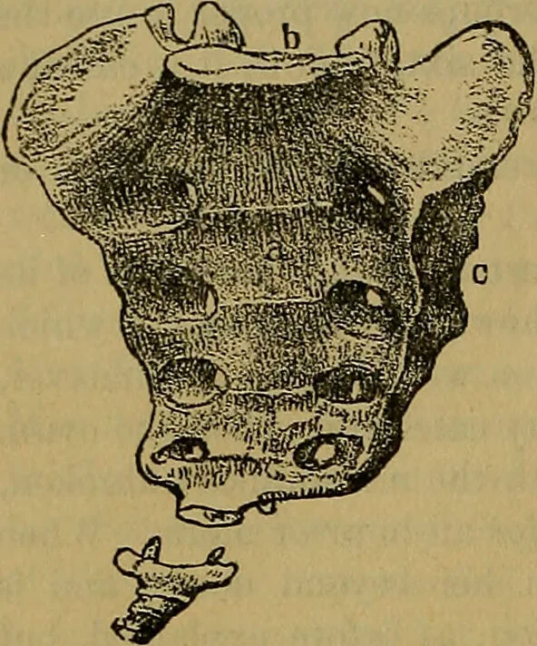 An illustration from The origin of life and process of reproduction in plants and animals : with the anatomy and physiology of the human generative system, male and female, and the causes, prevention and cure of the special diseases to which it is liable : a plain, practical treatise, for popular use / by Dr. F. Hollick ; illustrated by engravings and colored plates., 1902, leaf 446