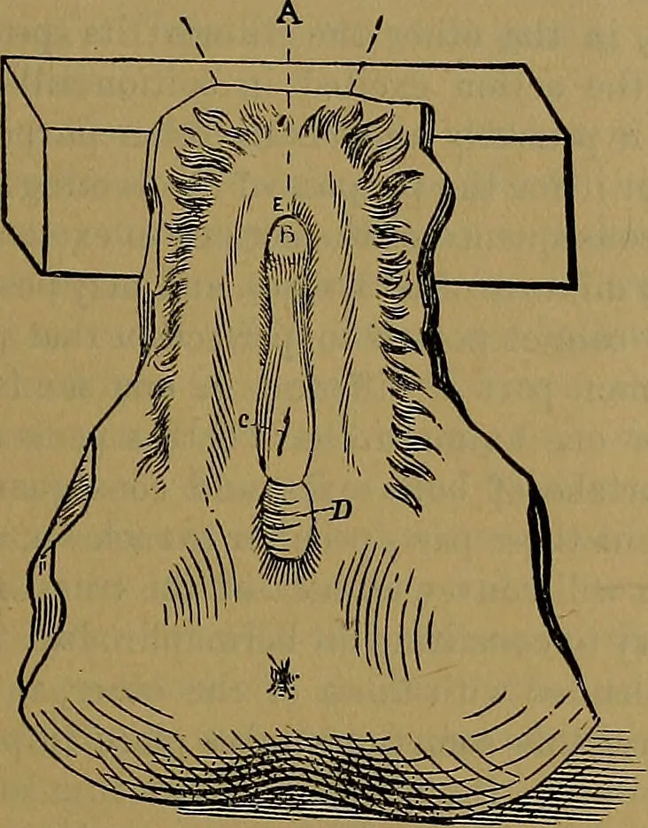 An illustration from The origin of life and process of reproduction in plants and animals : with the anatomy and physiology of the human generative system, male and female, and the causes, prevention and cure of the special diseases to which it is liable : a plain, practical treatise, for popular use / by Dr. F. Hollick ; illustrated by engravings and colored plates., 1902, leaf 475