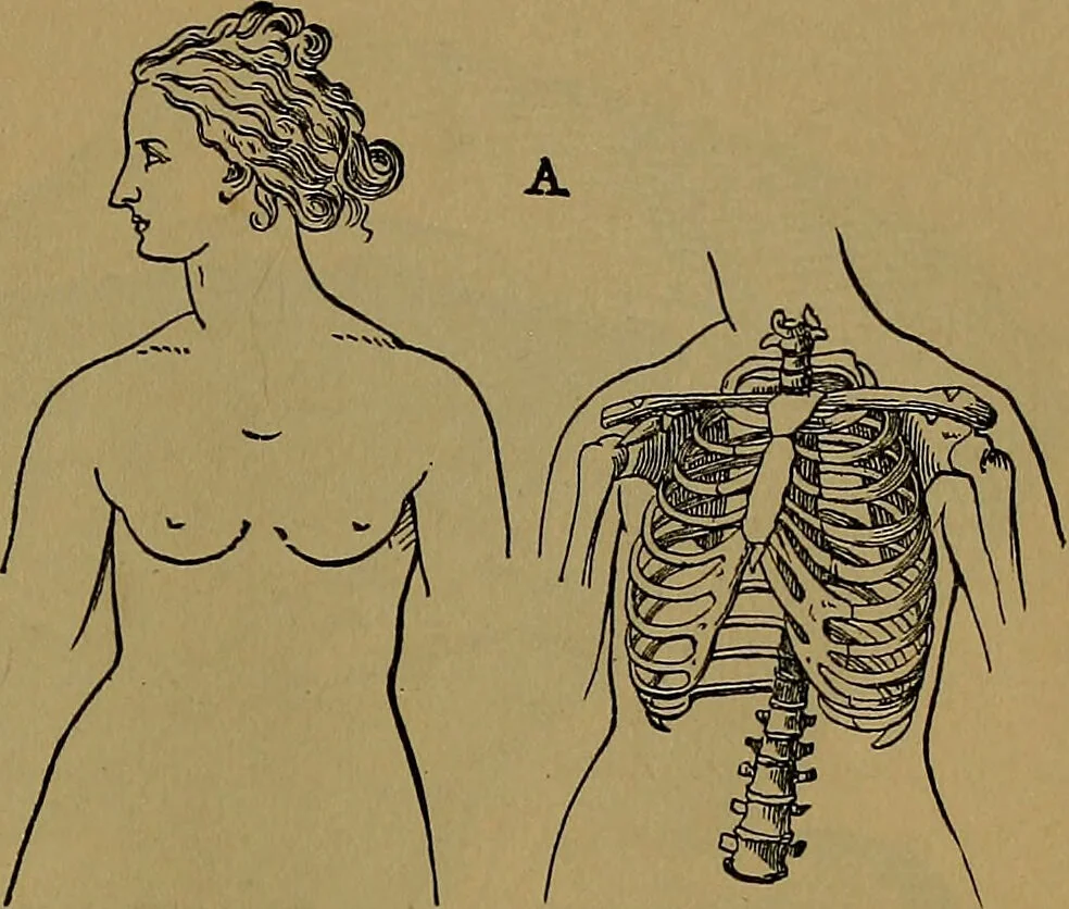 An illustration from The origin of life and process of reproduction in plants and animals : with the anatomy and physiology of the human generative system, male and female, and the causes, prevention and cure of the special diseases to which it is liable : a plain, practical treatise, for popular use / by Dr. F. Hollick ; illustrated by engravings and colored plates., 1902, leaf 511