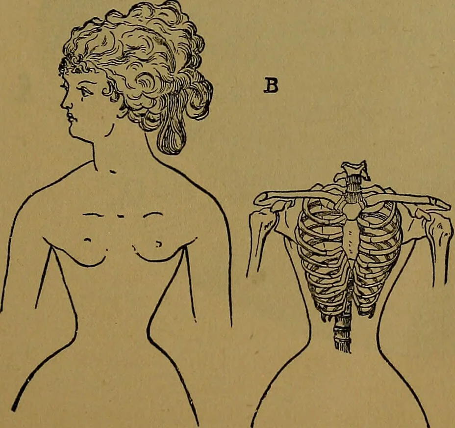 An illustration from The origin of life and process of reproduction in plants and animals : with the anatomy and physiology of the human generative system, male and female, and the causes, prevention and cure of the special diseases to which it is liable : a plain, practical treatise, for popular use / by Dr. F. Hollick ; illustrated by engravings and colored plates., 1902, leaf 511