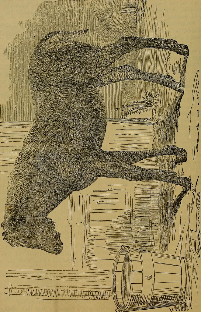 An illustration from The origin of life and process of reproduction in plants and animals : with the anatomy and physiology of the human generative system, male and female, and the causes, prevention and cure of the special diseases to which it is liable : a plain, practical treatise, for popular use / by Dr. F. Hollick ; illustrated by engravings and colored plates., 1902, leaf 582