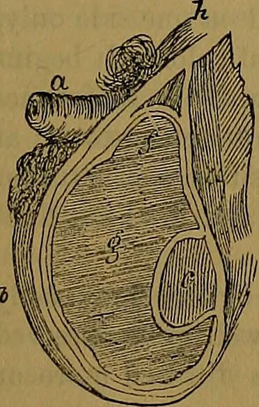 An illustration from The origin of life and process of reproduction in plants and animals : with the anatomy and physiology of the human generative system, male and female, and the causes, prevention and cure of the special diseases to which it is liable : a plain, practical treatise, for popular use / by Dr. F. Hollick ; illustrated by engravings and colored plates., 1902, leaf 589
