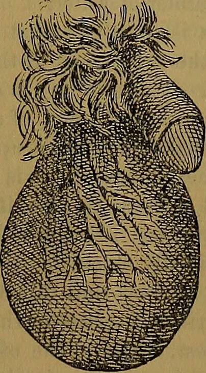 An illustration from The origin of life and process of reproduction in plants and animals : with the anatomy and physiology of the human generative system, male and female, and the causes, prevention and cure of the special diseases to which it is liable : a plain, practical treatise, for popular use / by Dr. F. Hollick ; illustrated by engravings and colored plates., 1902, leaf 589