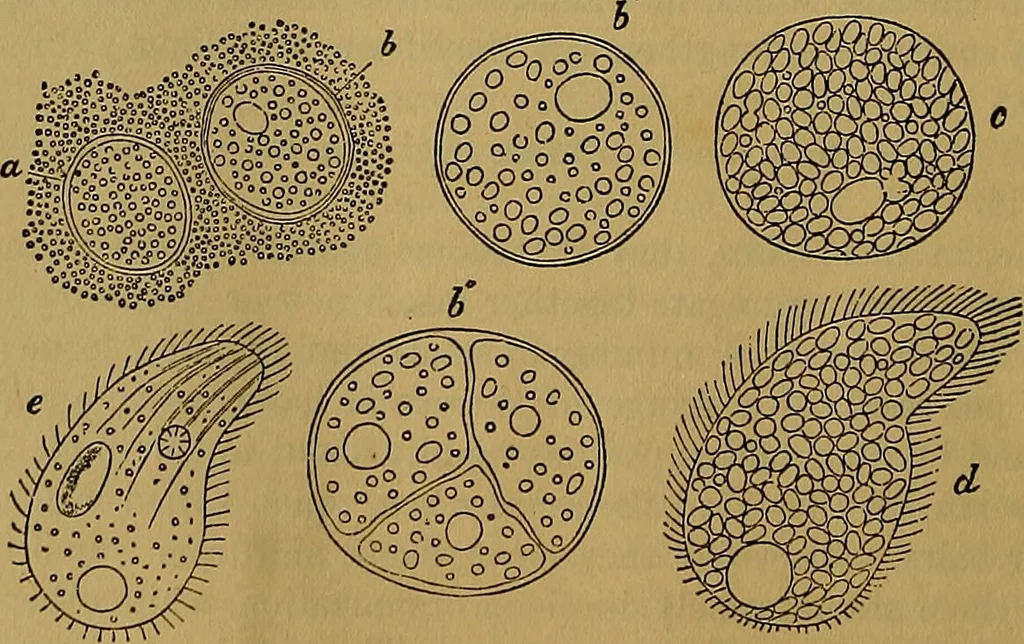 An illustration from The origin of life and process of reproduction in plants and animals : with the anatomy and physiology of the human generative system, male and female, and the causes, prevention and cure of the special diseases to which it is liable : a plain, practical treatise, for popular use / by Dr. F. Hollick ; illustrated by engravings and colored plates., 1902, leaf 64