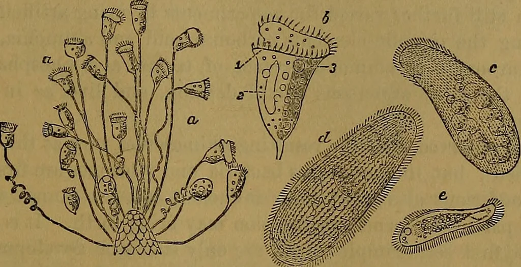 An illustration from The origin of life and process of reproduction in plants and animals : with the anatomy and physiology of the human generative system, male and female, and the causes, prevention and cure of the special diseases to which it is liable : a plain, practical treatise, for popular use / by Dr. F. Hollick ; illustrated by engravings and colored plates., 1902, leaf 65