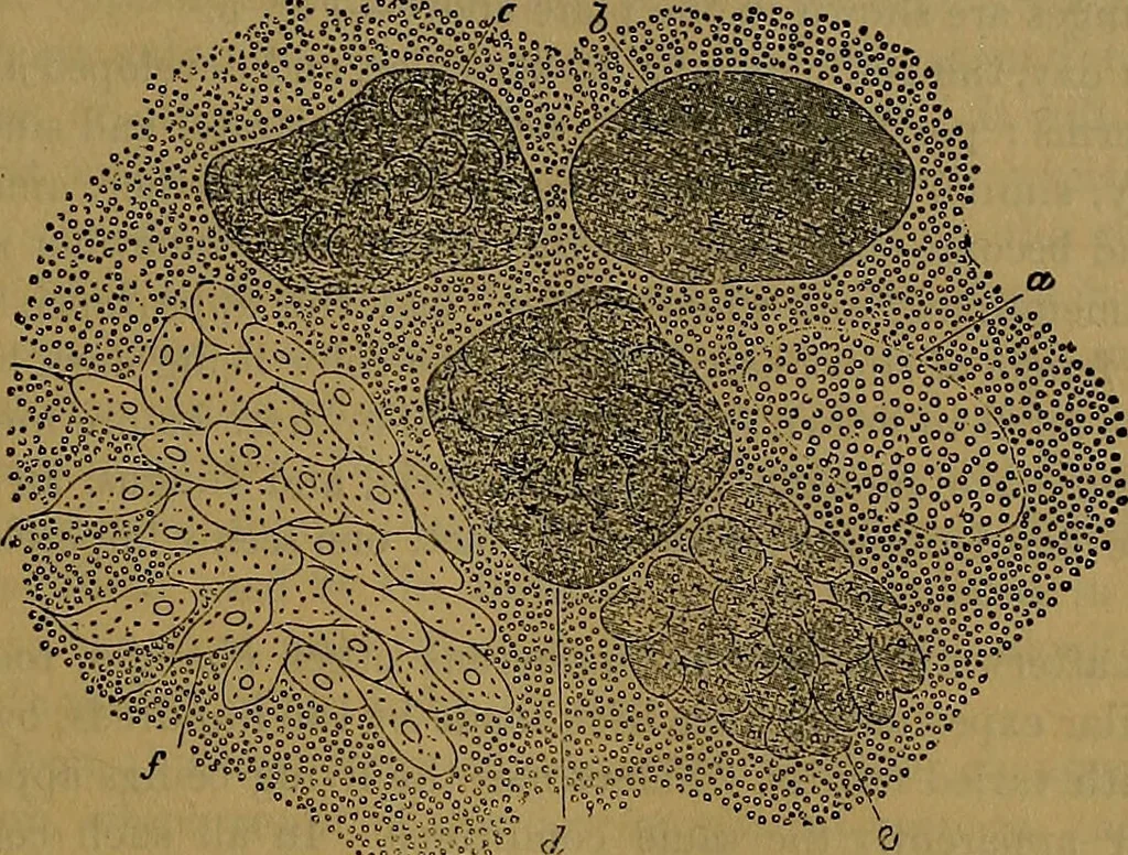 An illustration from The origin of life and process of reproduction in plants and animals : with the anatomy and physiology of the human generative system, male and female, and the causes, prevention and cure of the special diseases to which it is liable : a plain, practical treatise, for popular use / by Dr. F. Hollick ; illustrated by engravings and colored plates., 1902, leaf 67