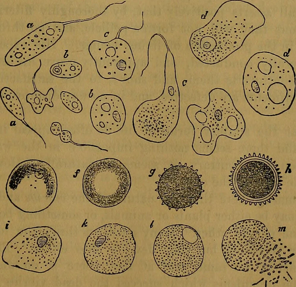 An illustration from The origin of life and process of reproduction in plants and animals : with the anatomy and physiology of the human generative system, male and female, and the causes, prevention and cure of the special diseases to which it is liable : a plain, practical treatise, for popular use / by Dr. F. Hollick ; illustrated by engravings and colored plates., 1902, leaf 67