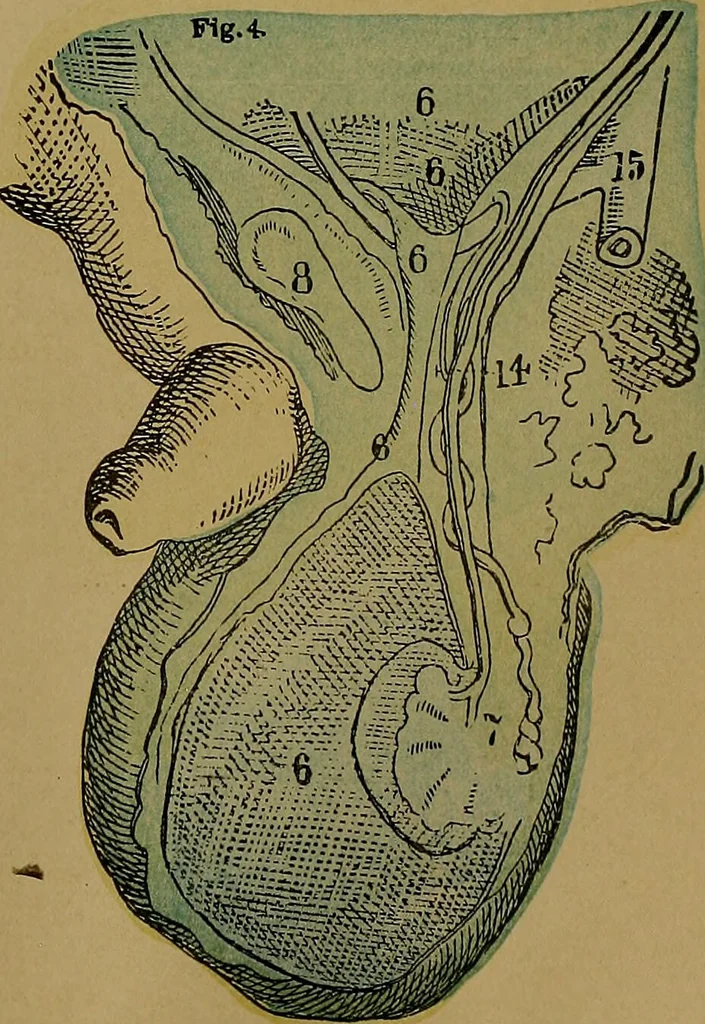An illustration from The origin of life and process of reproduction in plants and animals : with the anatomy and physiology of the human generative system, male and female, and the causes, prevention and cure of the special diseases to which it is liable : a plain, practical treatise, for popular use / by Dr. F. Hollick ; illustrated by engravings and colored plates., 1902, leaf 703