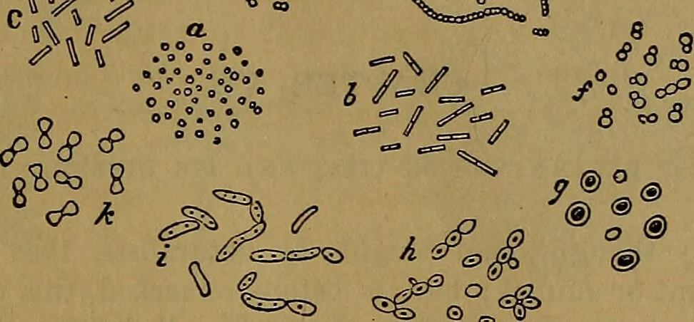 An illustration from The origin of life and process of reproduction in plants and animals : with the anatomy and physiology of the human generative system, male and female, and the causes, prevention and cure of the special diseases to which it is liable : a plain, practical treatise, for popular use / by Dr. F. Hollick ; illustrated by engravings and colored plates., 1902, leaf 71