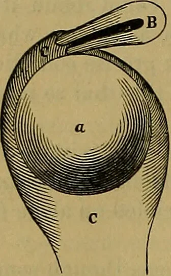 An illustration from The origin of life and process of reproduction in plants and animals : with the anatomy and physiology of the human generative system, male and female, and the causes, prevention and cure of the special diseases to which it is liable : a plain, practical treatise, for popular use / by Dr. F. Hollick ; illustrated by engravings and colored plates., 1902, leaf 720