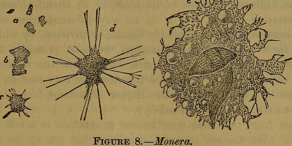 An illustration from The origin of life and process of reproduction in plants and animals : with the anatomy and physiology of the human generative system, male and female, and the causes, prevention and cure of the special diseases to which it is liable : a plain, practical treatise, for popular use / by Dr. F. Hollick ; illustrated by engravings and colored plates., 1902, leaf 73