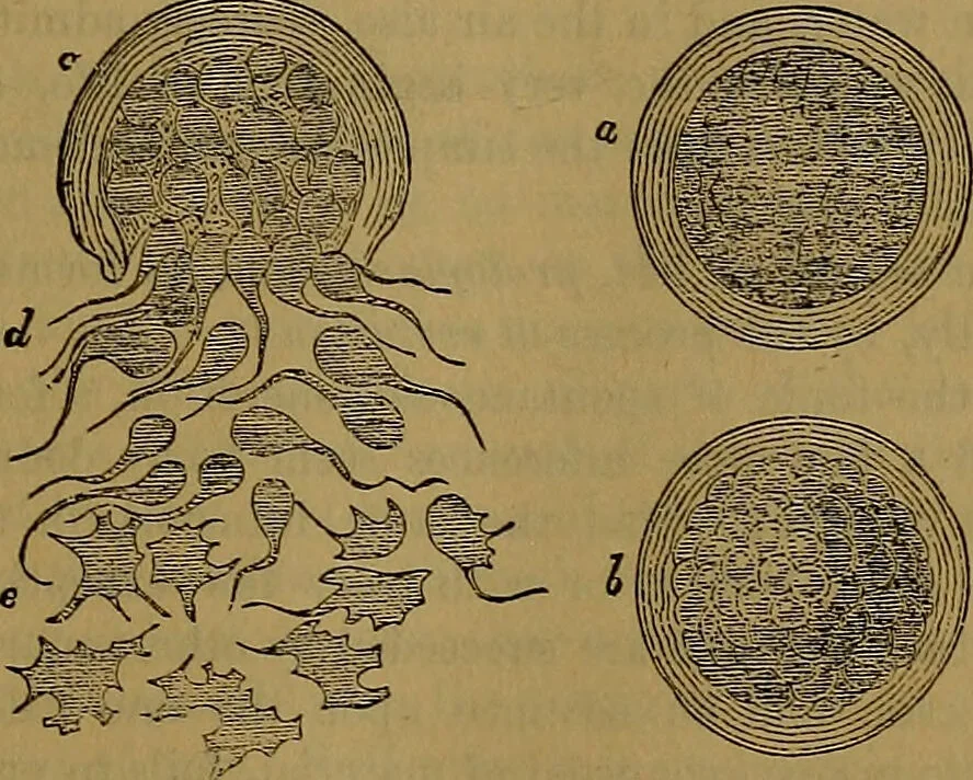 An illustration from The origin of life and process of reproduction in plants and animals : with the anatomy and physiology of the human generative system, male and female, and the causes, prevention and cure of the special diseases to which it is liable : a plain, practical treatise, for popular use / by Dr. F. Hollick ; illustrated by engravings and colored plates., 1902, leaf 73