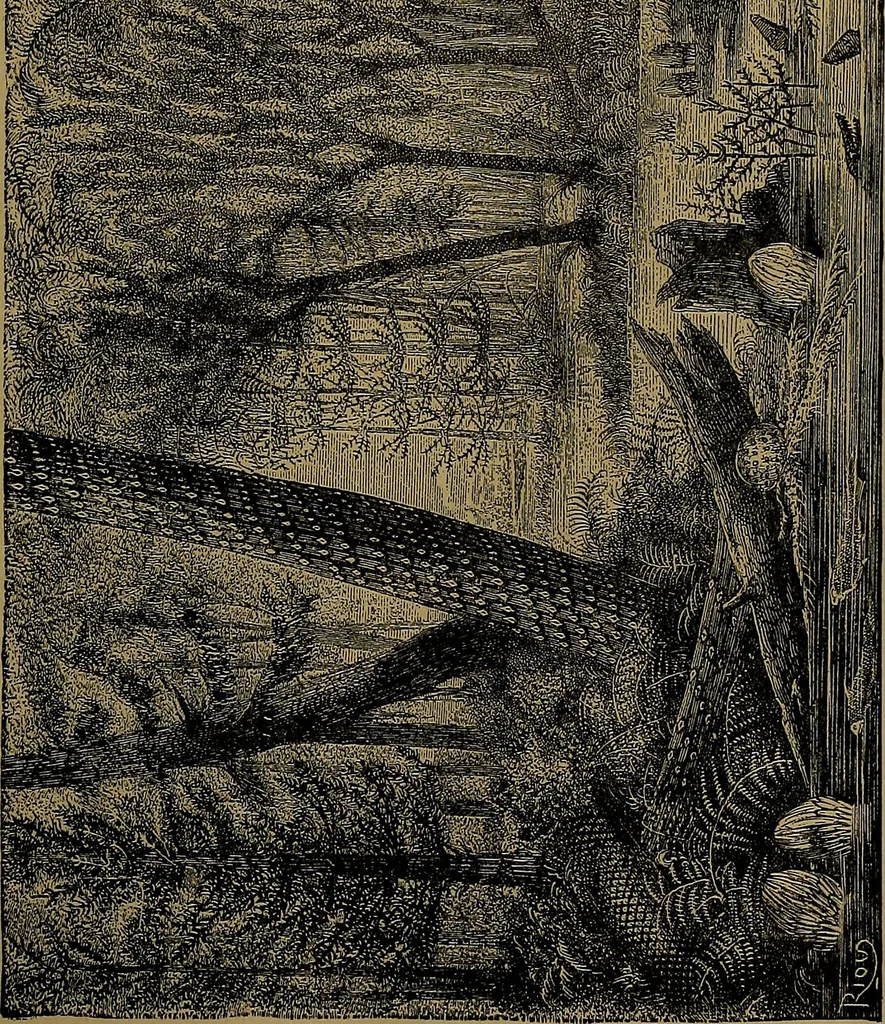 An illustration from The origin of life and process of reproduction in plants and animals : with the anatomy and physiology of the human generative system, male and female, and the causes, prevention and cure of the special diseases to which it is liable : a plain, practical treatise, for popular use / by Dr. F. Hollick ; illustrated by engravings and colored plates., 1902, leaf 79