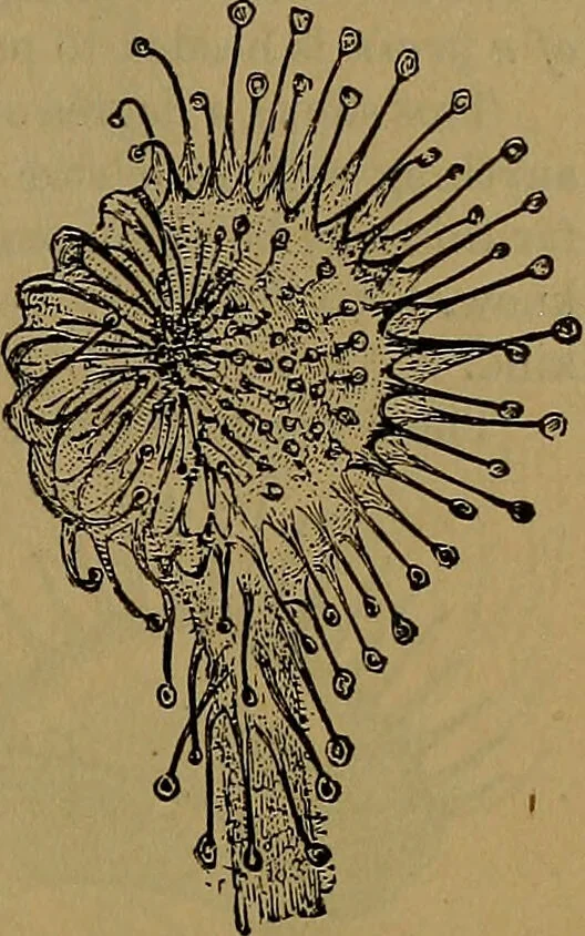 An illustration from The origin of life and process of reproduction in plants and animals : with the anatomy and physiology of the human generative system, male and female, and the causes, prevention and cure of the special diseases to which it is liable : a plain, practical treatise, for popular use / by Dr. F. Hollick ; illustrated by engravings and colored plates., 1902, leaf 83
