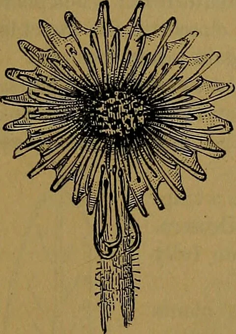 An illustration from The origin of life and process of reproduction in plants and animals : with the anatomy and physiology of the human generative system, male and female, and the causes, prevention and cure of the special diseases to which it is liable : a plain, practical treatise, for popular use / by Dr. F. Hollick ; illustrated by engravings and colored plates., 1902, leaf 83
