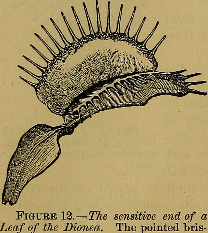 An illustration from The origin of life and process of reproduction in plants and animals : with the anatomy and physiology of the human generative system, male and female, and the causes, prevention and cure of the special diseases to which it is liable : a plain, practical treatise, for popular use / by Dr. F. Hollick ; illustrated by engravings and colored plates., 1902, leaf 84