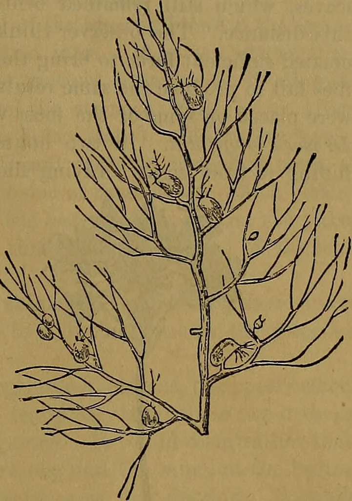 An illustration from The origin of life and process of reproduction in plants and animals : with the anatomy and physiology of the human generative system, male and female, and the causes, prevention and cure of the special diseases to which it is liable : a plain, practical treatise, for popular use / by Dr. F. Hollick ; illustrated by engravings and colored plates., 1902, leaf 85