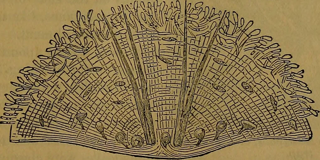 An illustration from The origin of life and process of reproduction in plants and animals : with the anatomy and physiology of the human generative system, male and female, and the causes, prevention and cure of the special diseases to which it is liable : a plain, practical treatise, for popular use / by Dr. F. Hollick ; illustrated by engravings and colored plates., 1902, leaf 85