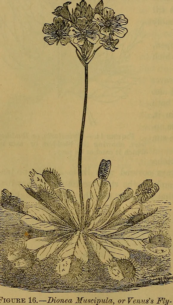 An illustration from The origin of life and process of reproduction in plants and animals : with the anatomy and physiology of the human generative system, male and female, and the causes, prevention and cure of the special diseases to which it is liable : a plain, practical treatise, for popular use / by Dr. F. Hollick ; illustrated by engravings and colored plates., 1902, leaf 86