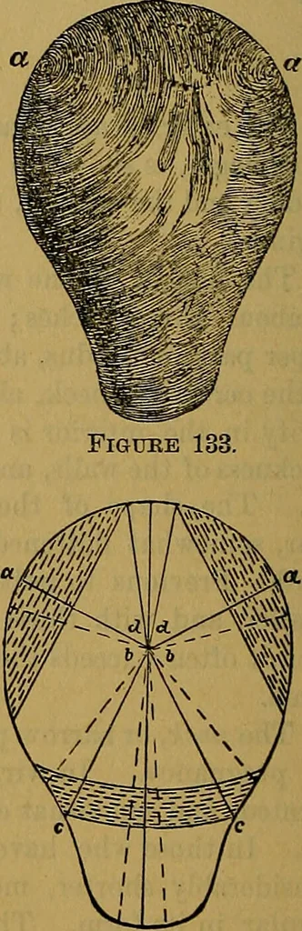 An illustration from The origin of life and process of reproduction in plants and animals : with the anatomy and physiology of the human generative system, male and female, and the causes, prevention and cure of the special diseases to which it is liable : a plain, practical treatise, for popular use / by Dr. F. Hollick ; illustrated by engravings and colored plates., 1902, leaf 862